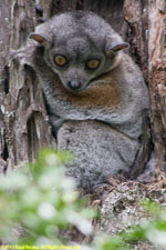 sportive lemur